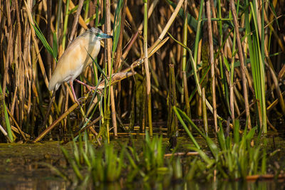 View of bird perching on grass