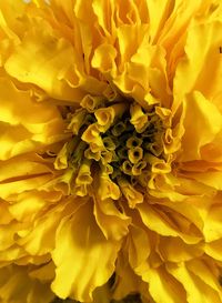 Full frame shot of yellow flowering plant