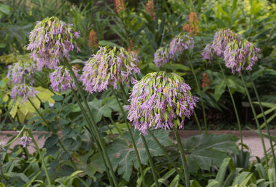 Close-up of purple flowering plants