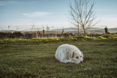 Dog running on field against sky