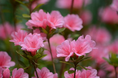 Close-up of pink flowering plants