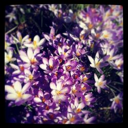 Close-up of flowers