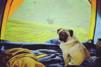 Portrait of pug relaxing in tent on field