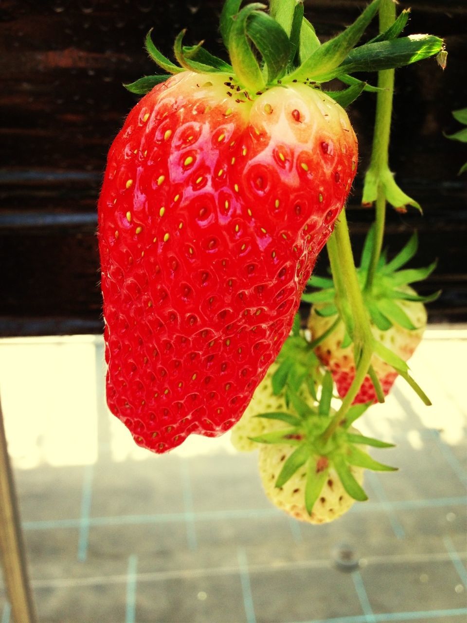 red, food and drink, fruit, freshness, indoors, strawberry, close-up, leaf, food, healthy eating, table, still life, growth, focus on foreground, no people, plant, green color, stem, ripe, sunlight