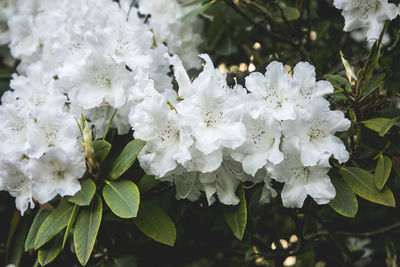 Close up of white blossoms