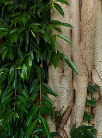 High angle view of ivy growing on wall