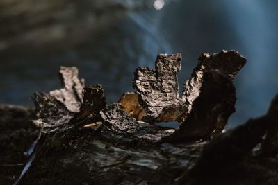 Close-up of rock against sky