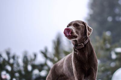 Close-up of dog sticking out tongue against sky