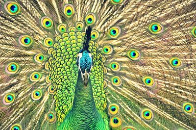 Close-up portrait of peacock