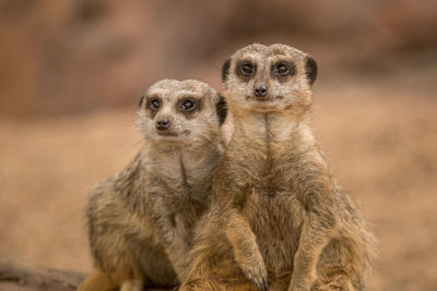 Close-up of two meerkats
