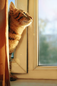 Cat looking through window at home