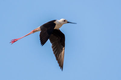 Low angle view of bird flying