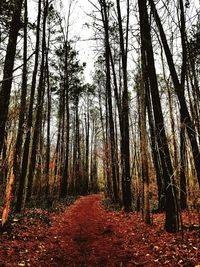 Trees in forest during autumn