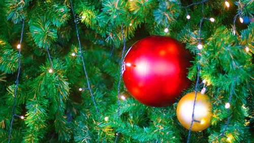 Close-up of illuminated christmas tree