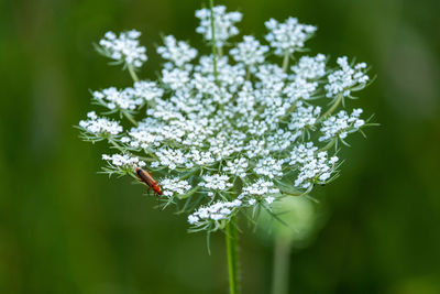 Close-up of insect on white flowering plant