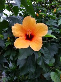 Close-up of orange hibiscus blooming outdoors