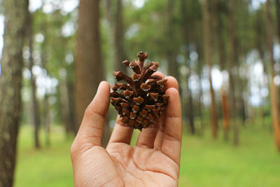 Close-up of hand holding pine cone