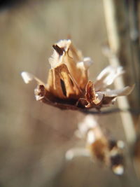 Close-up of spider on flower