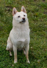 Shiba inu relaxing on grassy field