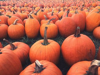 High angle view of pumpkins for sale