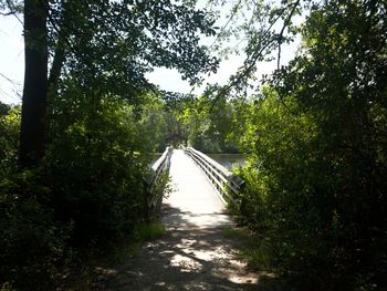 Narrow walkway along trees in park