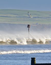 Seagull perching on shore against sea