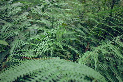 Full frame shot of pine tree