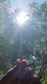 Low angle view of sun shining through trees