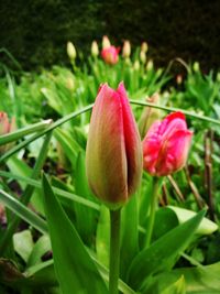 Close-up of pink tulip