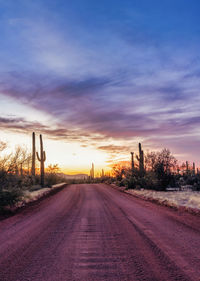 Dirt road leading through saguaro cacti at sunset in the sonoran desert in arizona.