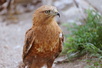 Close-up of a bird on field