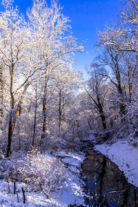 Close-up of trees against sky during winter