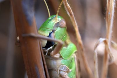 Close-up of grasshopper on plant stem