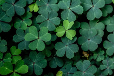 Full frame shot of leaves