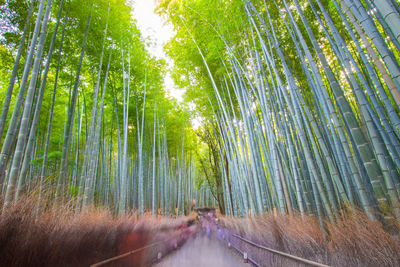 View of bamboo trees in forest