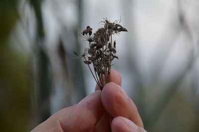 Cropped hand holding dead plants