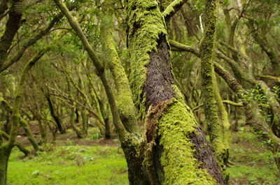 View of tree in forest