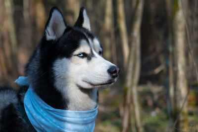 Close-up of dog