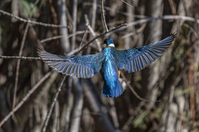 Blue bird flying in the forest