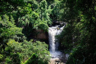 Scenic view of waterfall in forest