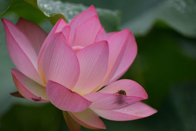 Close-up of pink water lily