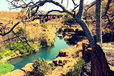 Trees by river against sky