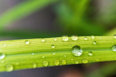 Close-up of water drops on leaves