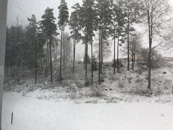 Pine trees in forest