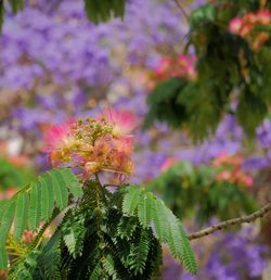 Close-up of fresh flower tree