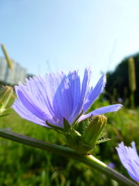 Close-up of purple flowering plant against blue sky