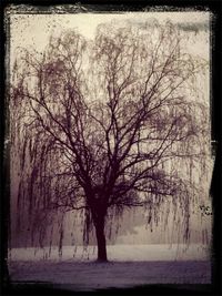 Bare trees against sky