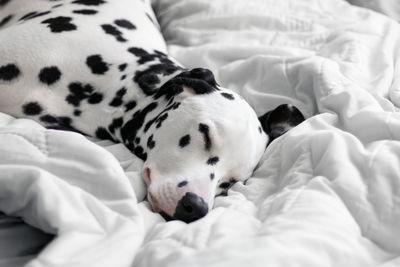 Close-up of dog sleeping on bed