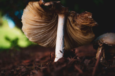 Close-up of mushroom growing on field