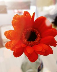 Close-up of red flower